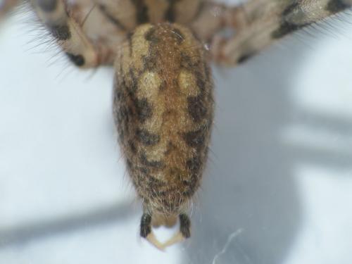 Réf. 234 876 : Tegenaria hasperi